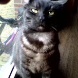 Odie de kater van Tim zn moeder :)