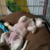 Muffin down and out!