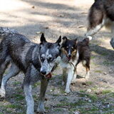 zena en fay