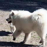 polar