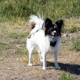 renske