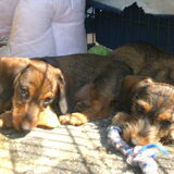 Rechts Jaimy, links zijn broer Amigo