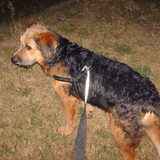 Foto van liesbeth,Turbo,Luna, Levi en Faith
