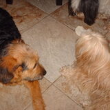 Foto van liesbeth,Turbo,Luna, Levi en Faith