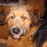 Foto van liesbeth,Turbo,Luna, Levi en Faith