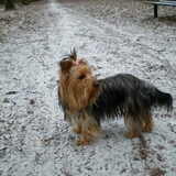 maxime onze yorkshire terrier
