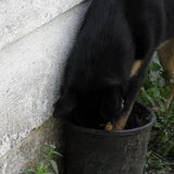 ff me botje begraven