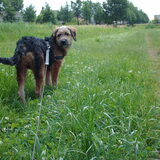 Foto van liesbeth,Turbo,Luna, Levi en Faith