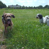Foto van liesbeth,Turbo,Luna, Levi en Faith