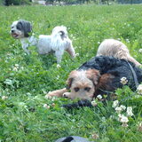 Foto van liesbeth,Turbo,Luna, Levi en Faith
