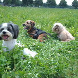 Foto van liesbeth,Turbo,Luna, Levi en Faith