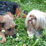 Foto van liesbeth,Turbo,Luna, Levi en Faith