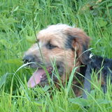 Foto van liesbeth,Turbo,Luna, Levi en Faith