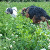 Foto van liesbeth,Turbo,Luna, Levi en Faith