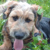 Foto van liesbeth,Turbo,Luna, Levi en Faith