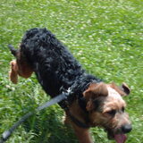 Foto van liesbeth,Turbo,Luna, Levi en Faith