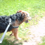 Foto van liesbeth,Turbo,Luna, Levi en Faith