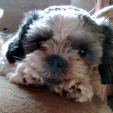 odie