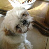 skippy