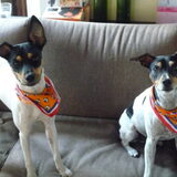 Oranjefans!! Hup Holland hup!