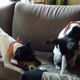 Leg neer die bal!