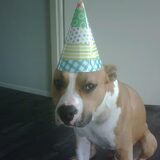 harley op zijn bday!! helemaal gelukkig met zijn feestmuts