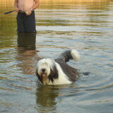 Duuk te water