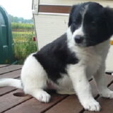 aaa is ze niet lief? Laika is hier 5 weekjes oud "smelt"