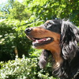 Ziggy is lief