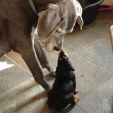 Groot en klein.....nog bij de fokker ,samen met Mila r.i.p