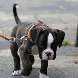 Weer lopen poeh poeh