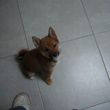 Shiba