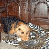 Foto van liesbeth,Turbo,Luna, Levi en Faith