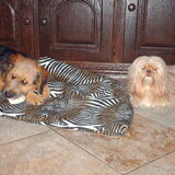 Foto van liesbeth,Turbo,Luna, Levi en Faith