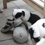 Foto van antoinet