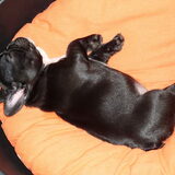 Foto van spike