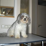 Mika voor het scheren/knippen juli 2010_1
