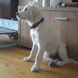 Balou ruim 4,5 maand
