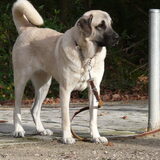 Rena, onze "nieuwe" huisgenoot