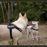 Foto van Hetty & Skipper