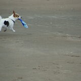 strand foto's