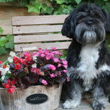 Doby is examenmodel bij Joyce!