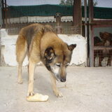 inka