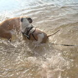 nog waterpret