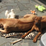 Samen lekker zonnen in de tuin hmmmmm