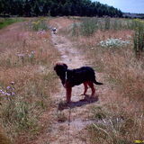 Foto van liesbeth,Turbo,Luna, Levi en Faith