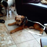 Foto van liesbeth,Turbo,Luna, Levi en Faith
