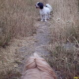 Foto van liesbeth,Turbo,Luna, Levi en Faith