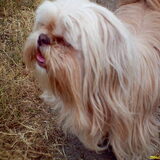 Foto van liesbeth,Turbo,Luna, Levi en Faith