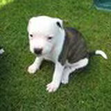 nakkie als pup